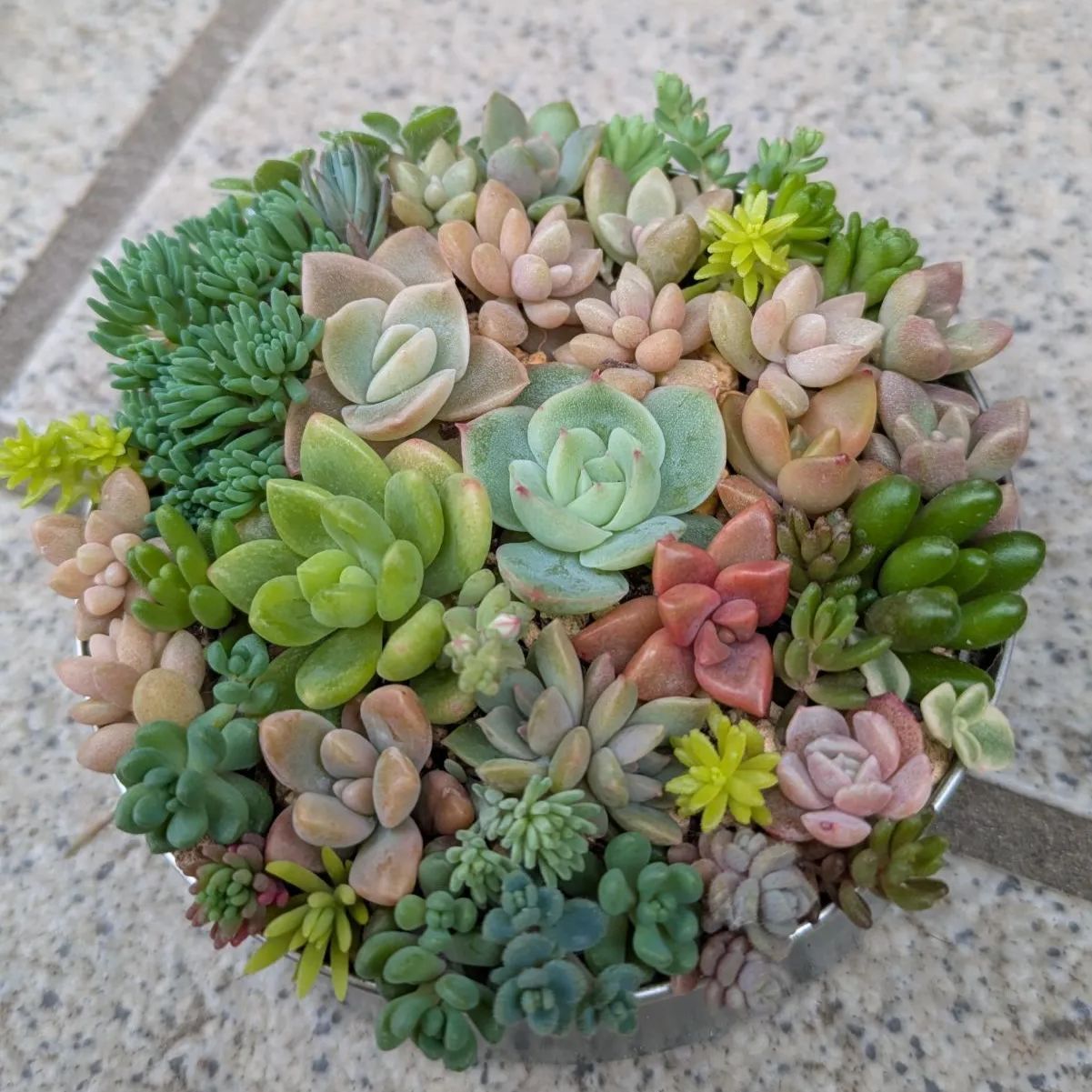 多肉植物 カット苗 ちび苗寄せ植えセット 8.5センチ缶 - メルカリ