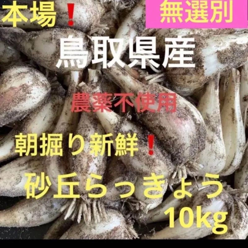 初物❗️鳥取県産 砂丘らっきょう