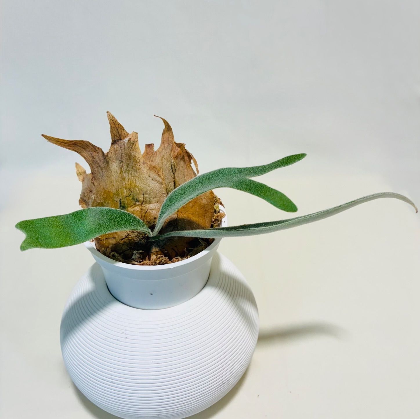 P. willinckii “Snow Moon（雪月）” × P. veitchii “Katsu”（澳銀）