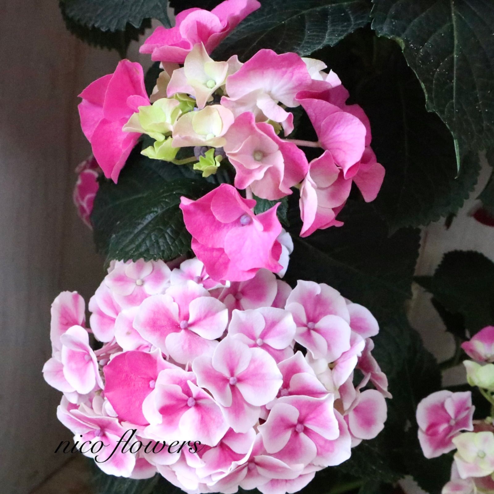 立派♡紫陽花♡ホットチリマーブル♡ピンク♡スタンダード仕立て♡母の