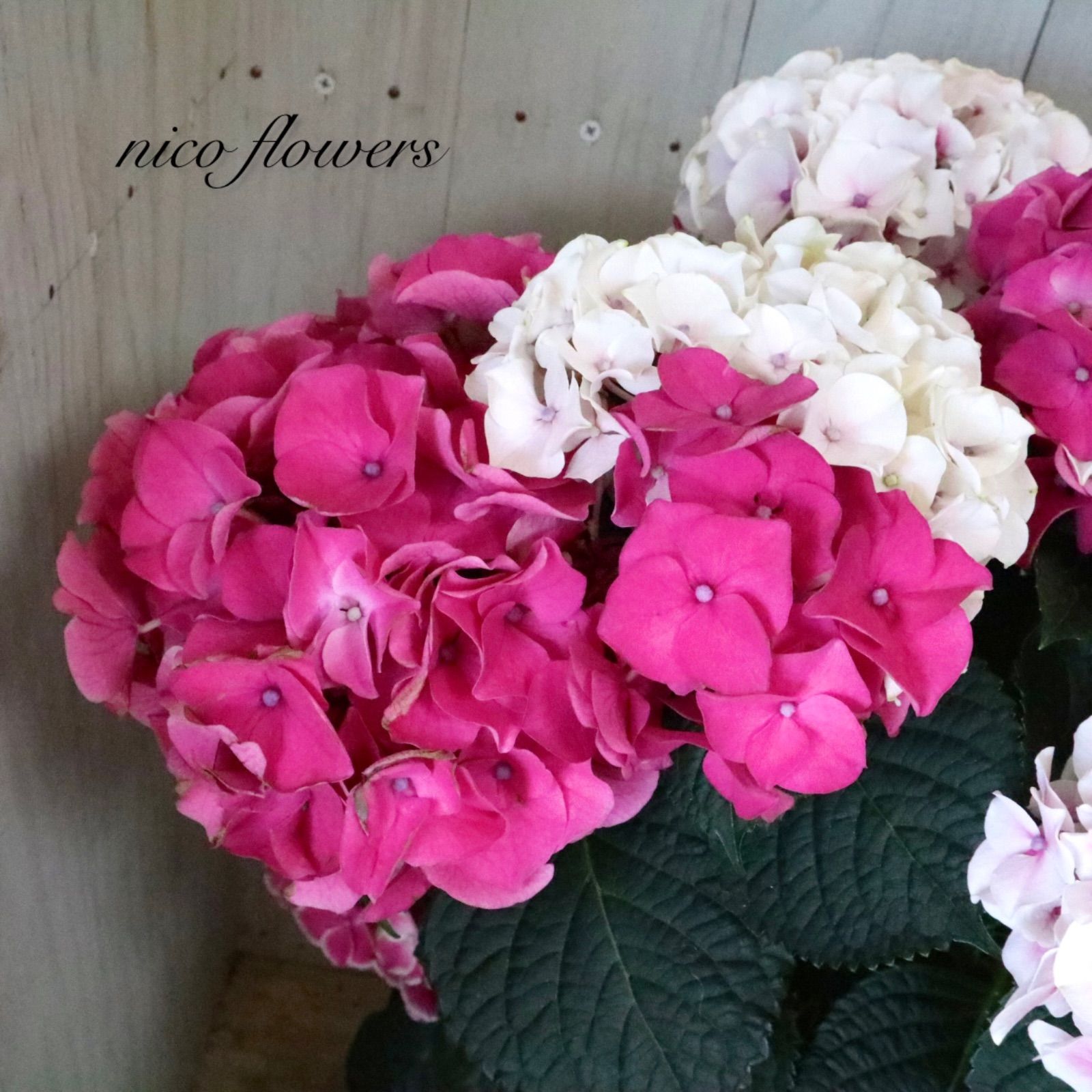 立派♡紫陽花♡ホットチリマーブル♡ピンク♡スタンダード仕立て♡母の