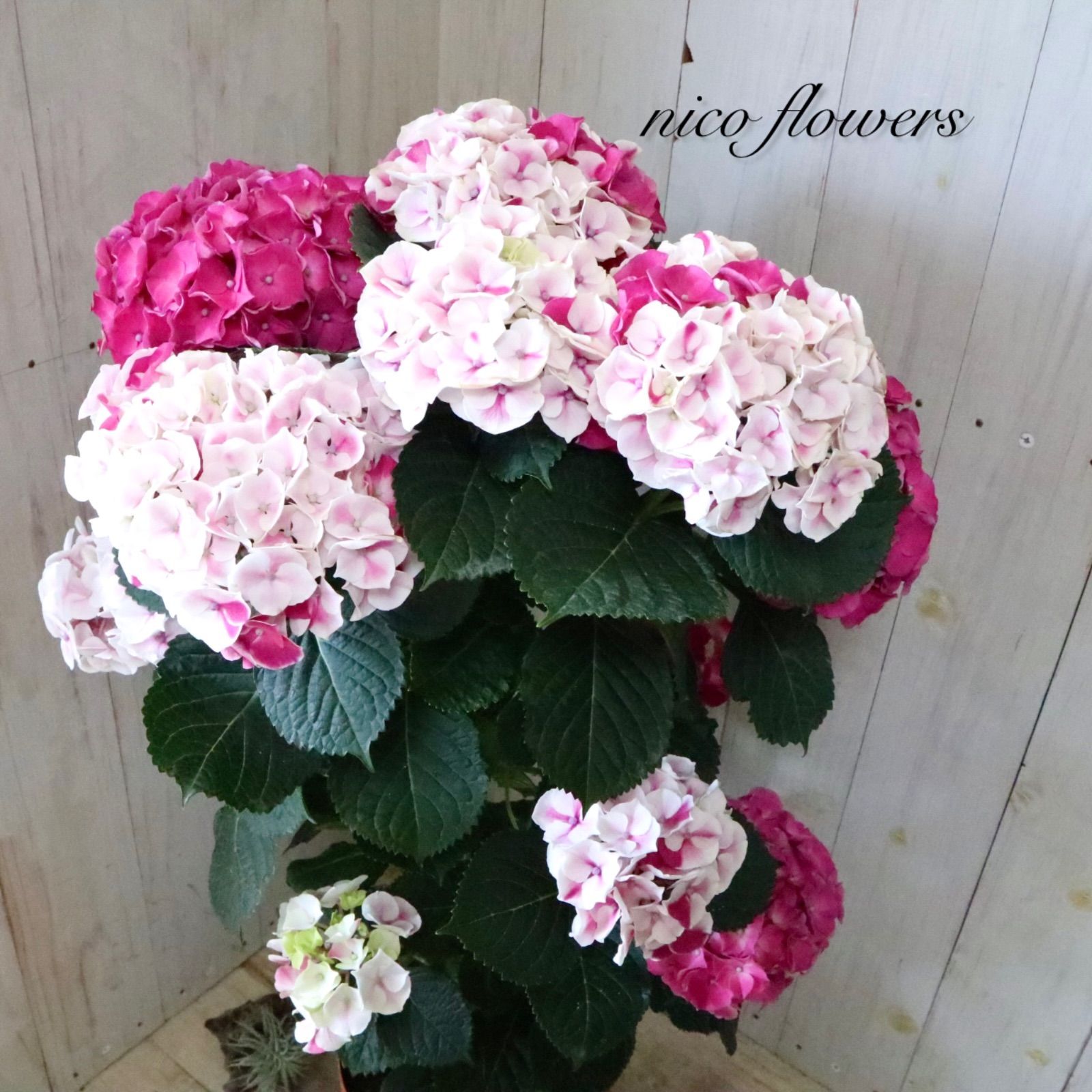 立派♡紫陽花♡ホットチリマーブル♡ピンク♡スタンダード仕立て♡母の