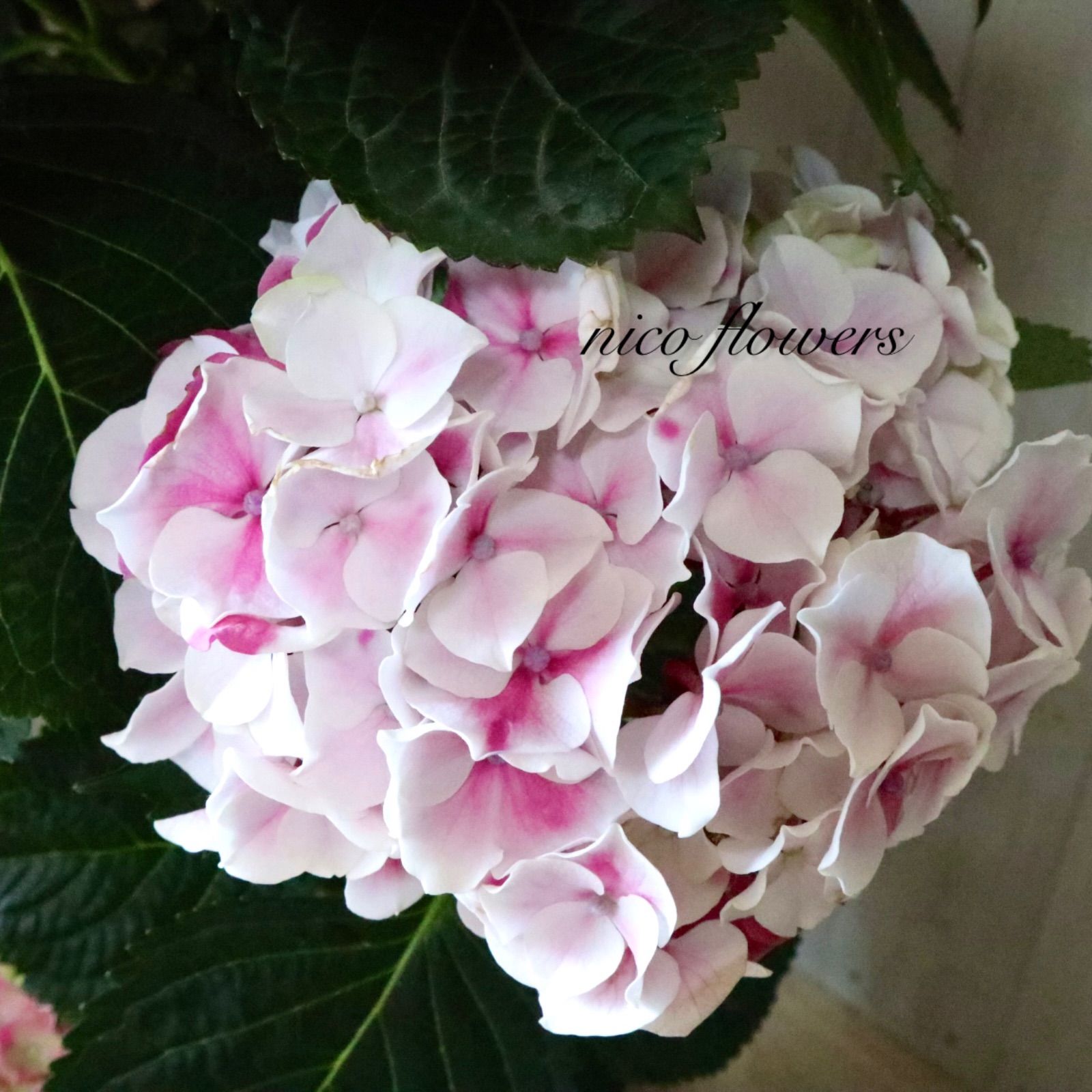立派♡紫陽花♡ホットチリマーブル♡ピンク♡スタンダード仕立て♡母の