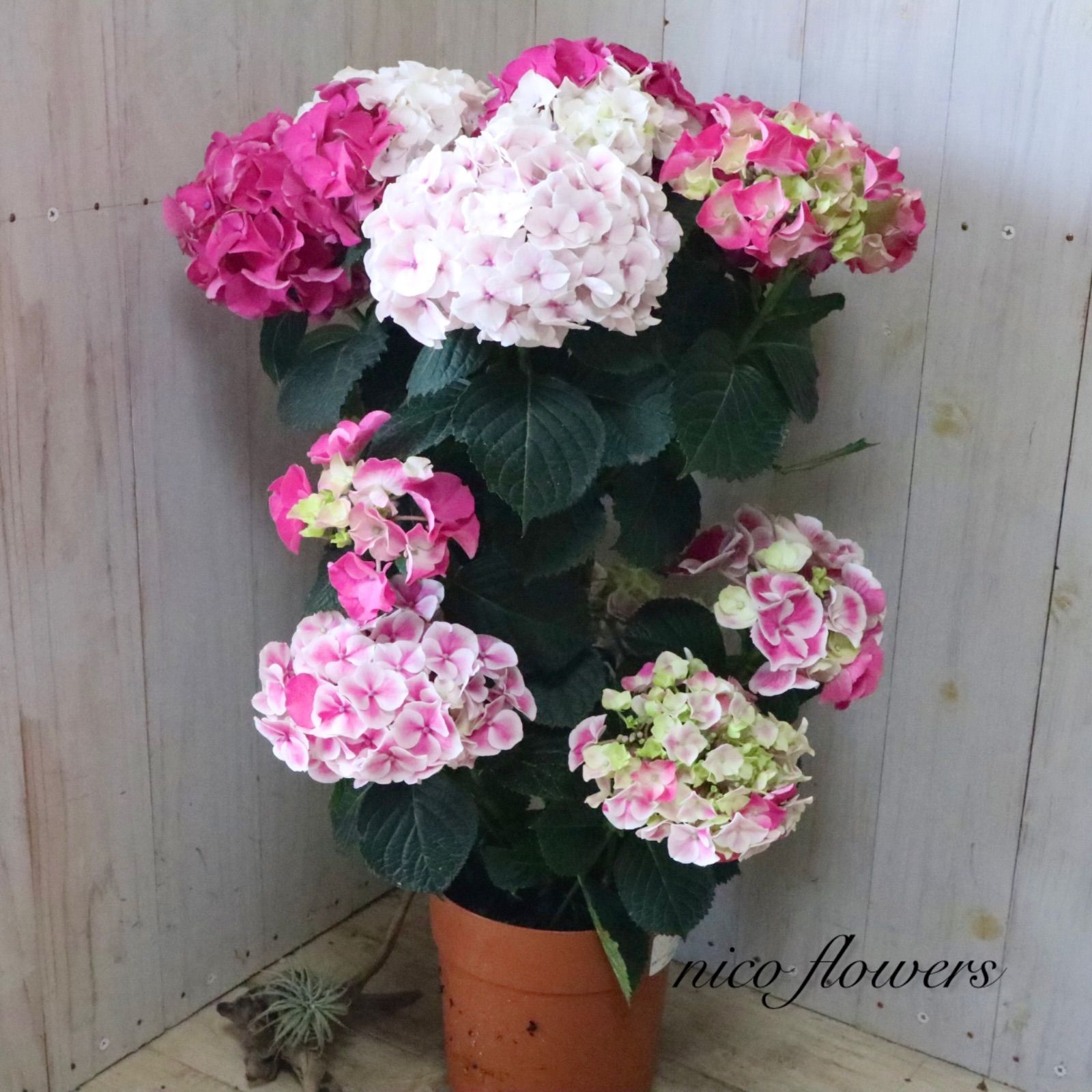立派♡紫陽花♡ホットチリマーブル♡ピンク♡スタンダード仕立て♡母の
