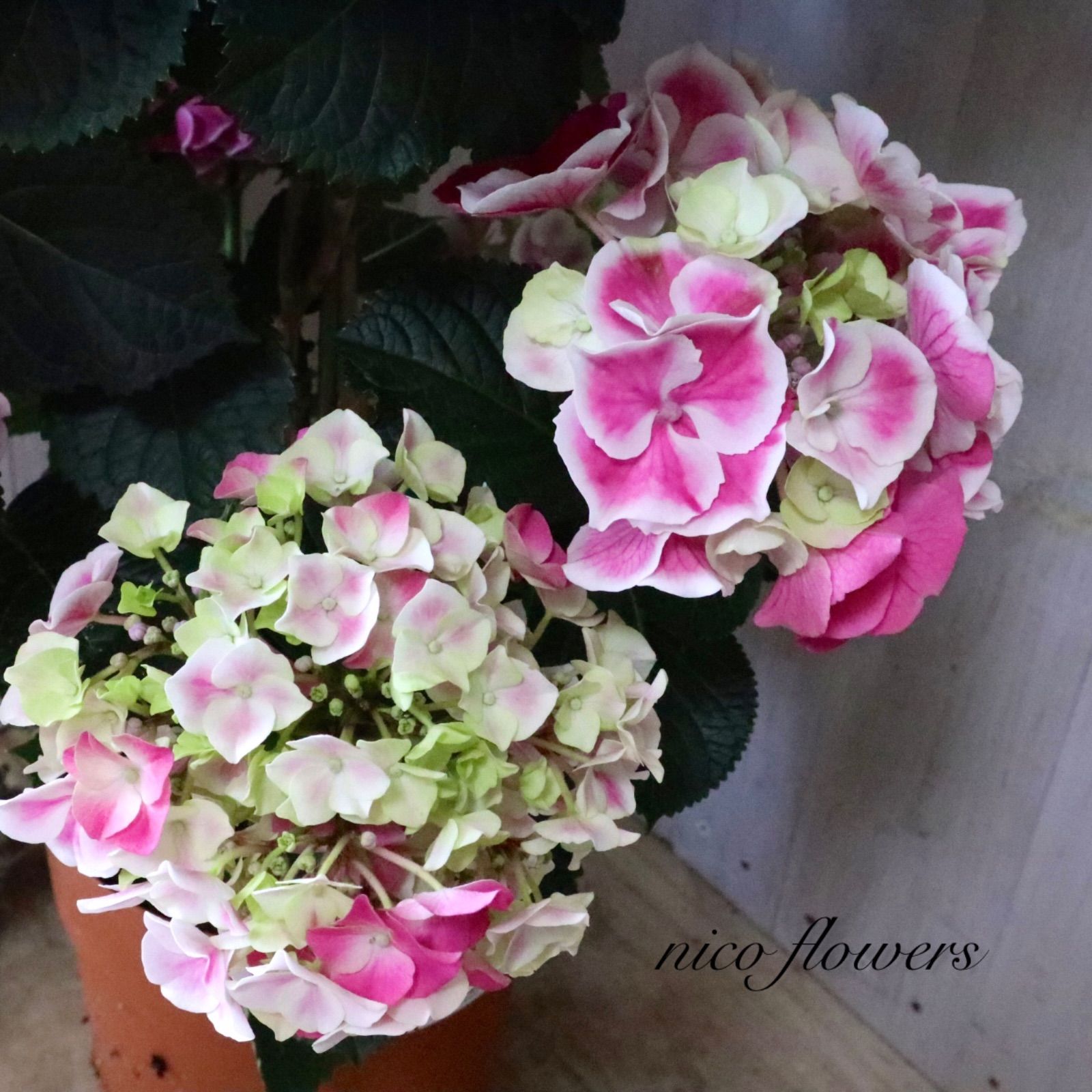 立派♡紫陽花♡ホットチリマーブル♡ピンク♡スタンダード仕立て♡母の