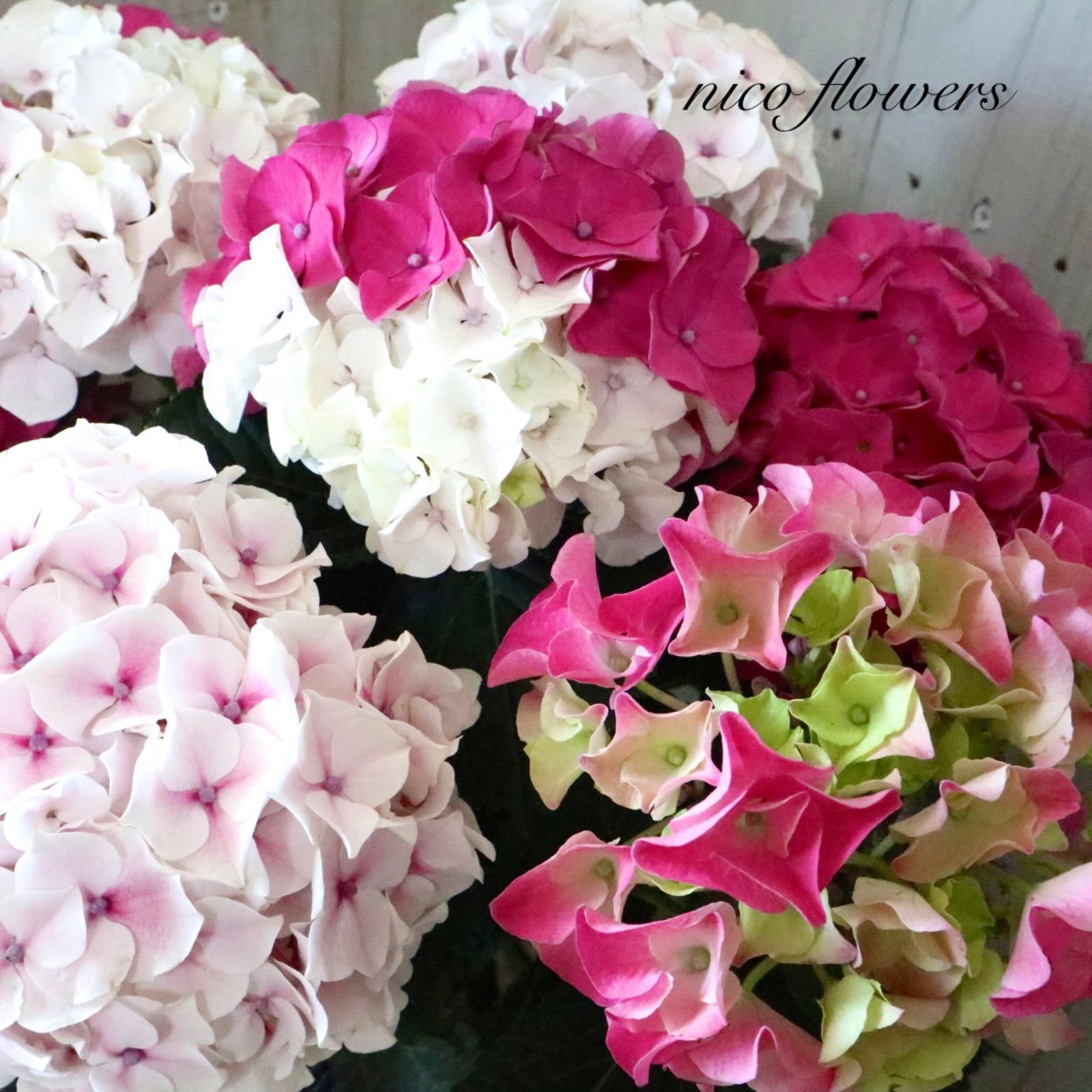 立派♡紫陽花♡ホットチリマーブル♡ピンク♡スタンダード仕立て♡母の