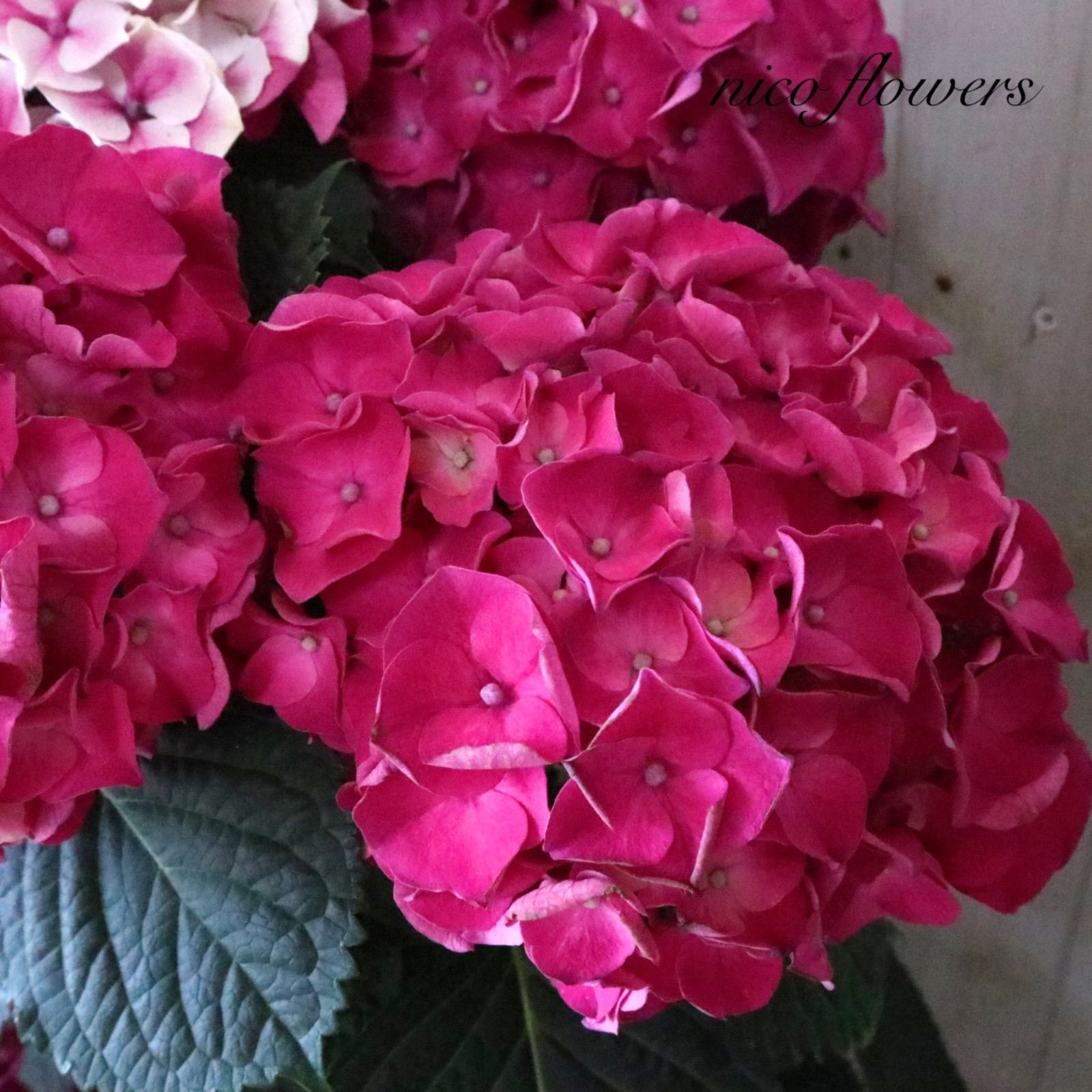 立派♡紫陽花♡ホットチリマーブル♡ピンク♡スタンダード仕立て♡母の