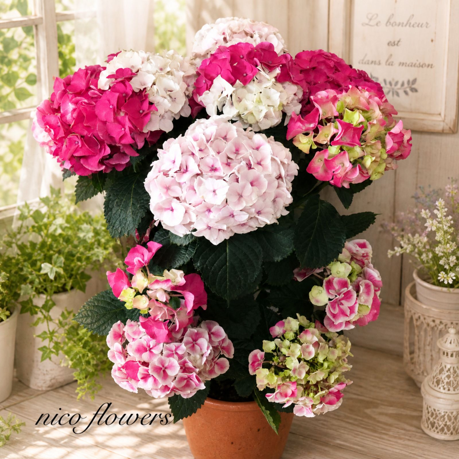 立派♡紫陽花♡ホットチリマーブル♡ピンク♡スタンダード仕立て♡母の