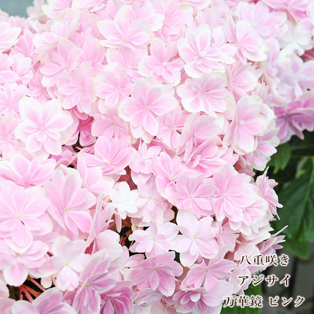 鉢花 アジサイ 万華鏡 ピンク 5号 八重咲き 紫陽花 毎年咲く 母の日 プレゼント あじさい