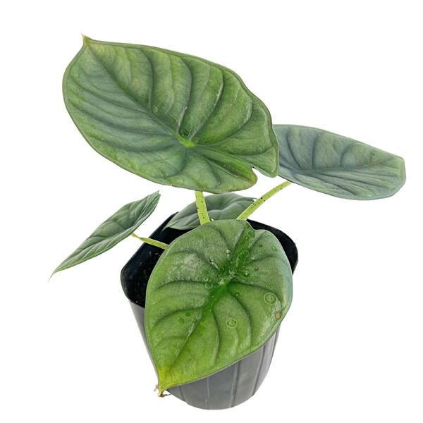アロカシア ネブラ インペリアリス 3号 黒ポット Alocasia nebula