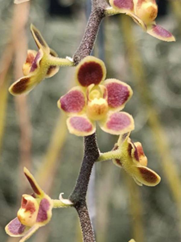 洋蘭 Chiloschista lunifera 'Red' 開花 SOH-24 キロスキスタ ルニフェラ「レッド」