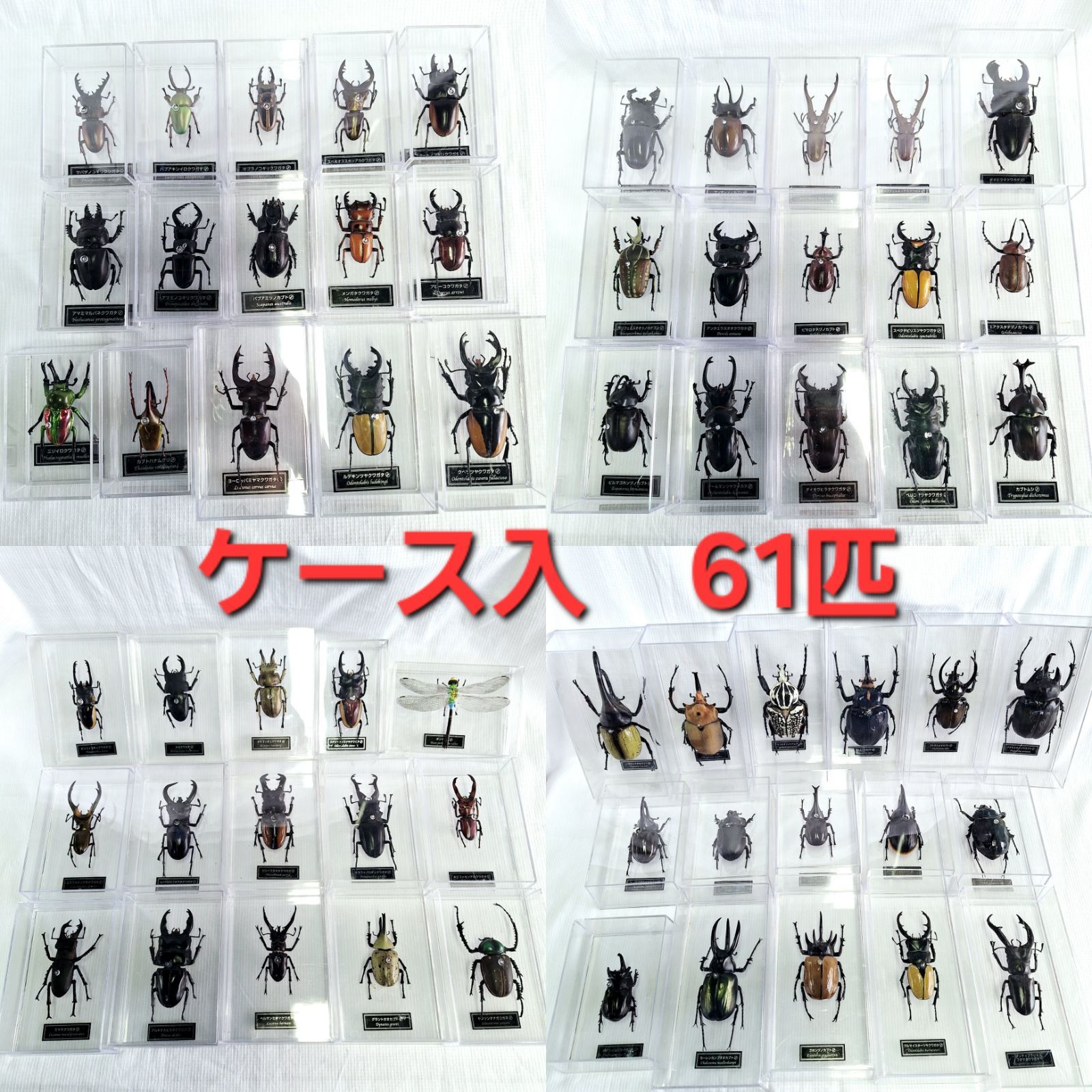 中古★ケース入 ディアゴスティーニ 世界の昆虫 61点 クワガタ カブトムシ トンボ フィギュア まとめ売り