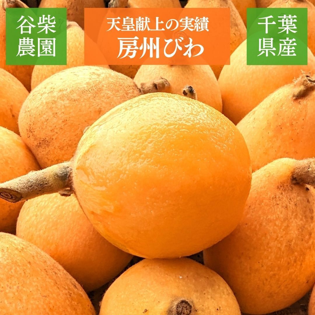 びわ 【谷柴農園】 房州びわ L~2L 1kg 袋入れ 枇杷 千葉県南房総市 天皇献上の実績 《4/下旬～5/上旬より出荷》