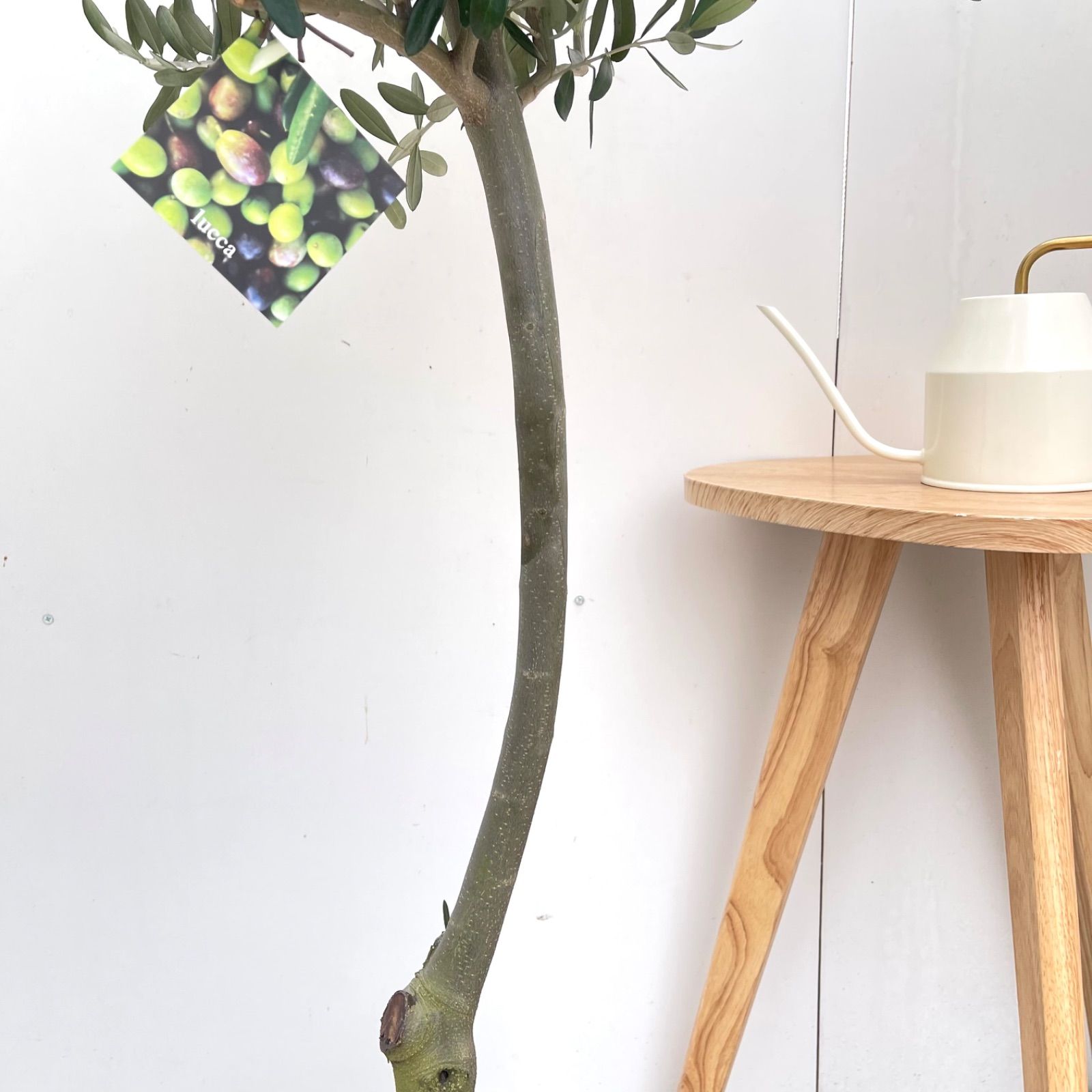 オリーブ ルッカ 1【現品】観葉植物 創樹 SOUJU 8号 - メルカリ