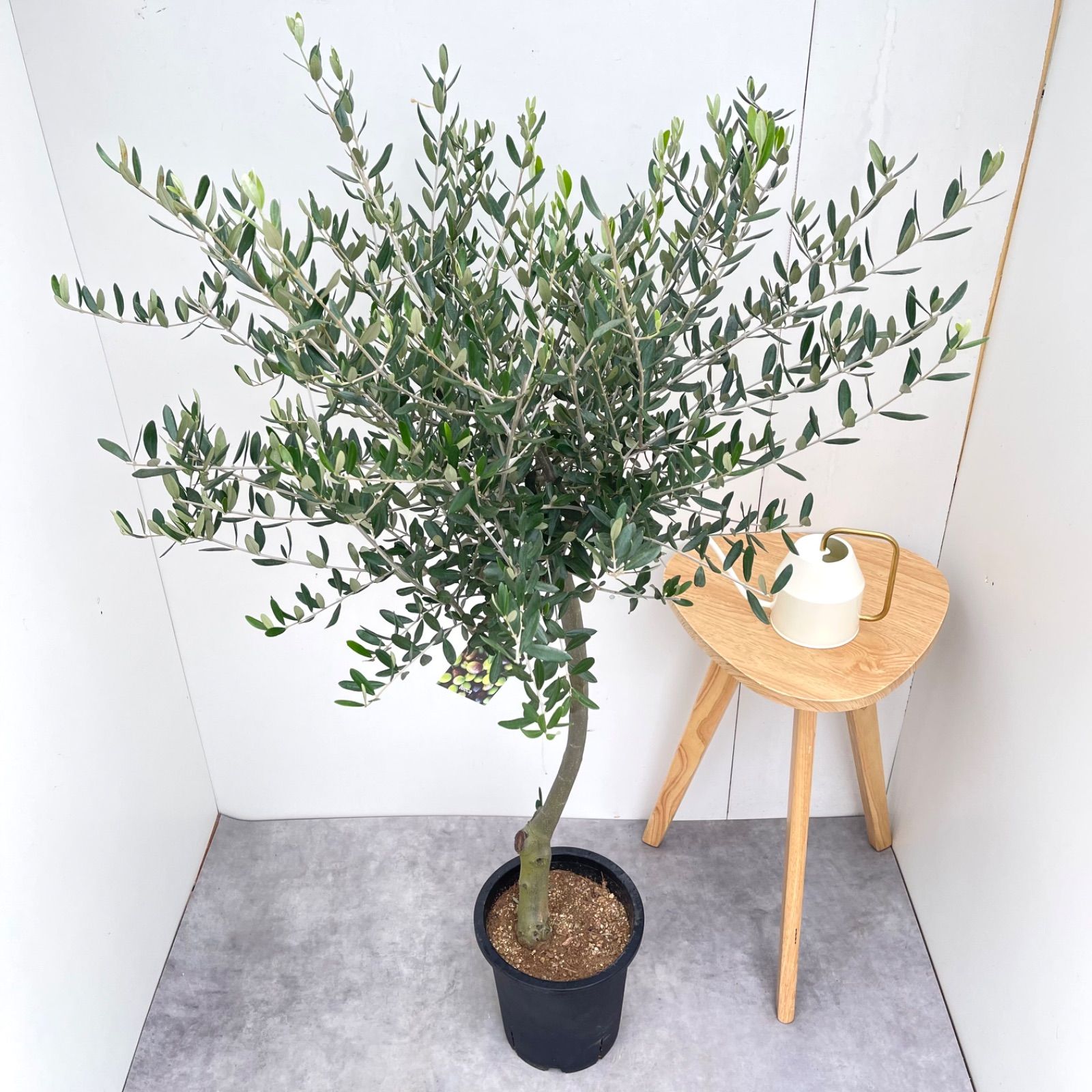 オリーブ ルッカ 1【現品】観葉植物 創樹 SOUJU 8号 - メルカリ