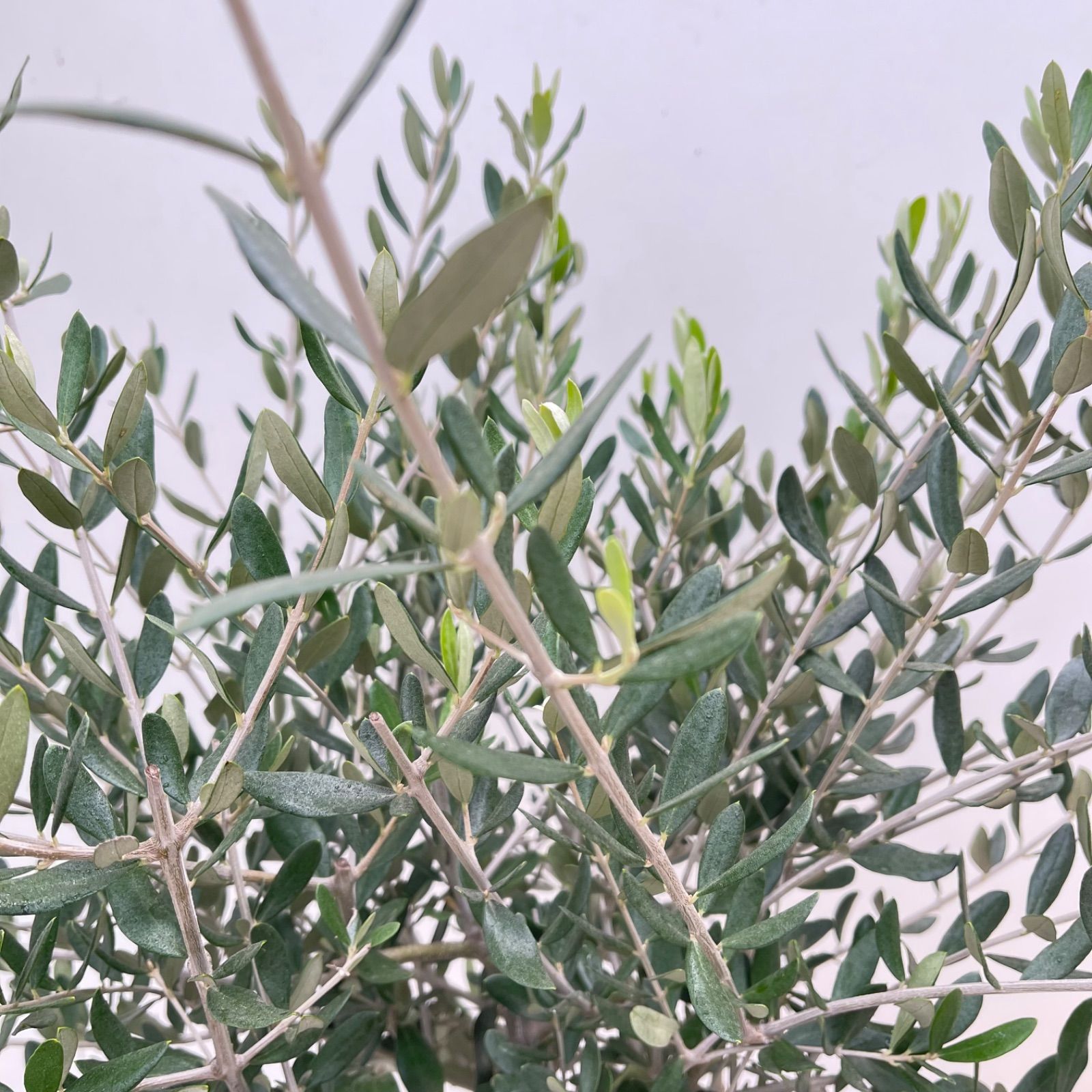 オリーブ ルッカ 1【現品】観葉植物 創樹 SOUJU 8号 - メルカリ