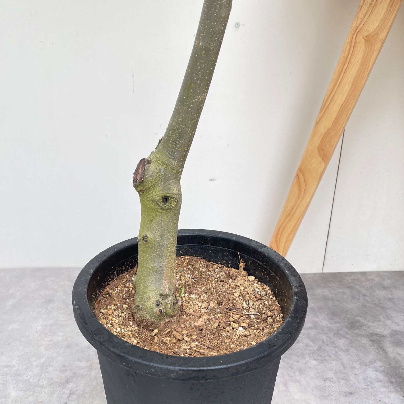オリーブ ルッカ 1【現品】観葉植物 創樹 SOUJU 8号 - メルカリ