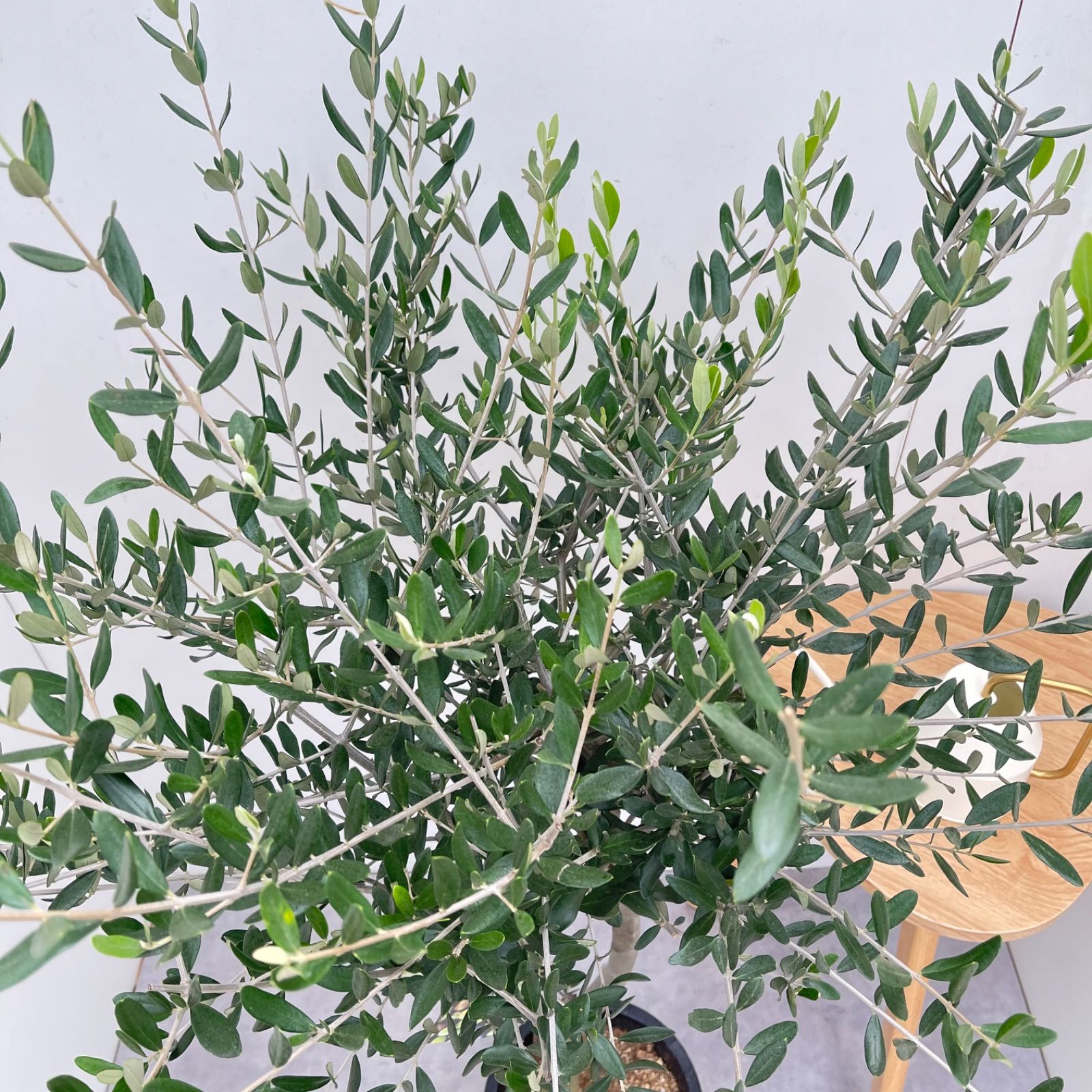 オリーブ ルッカ 1【現品】観葉植物 創樹 SOUJU 8号 - メルカリ