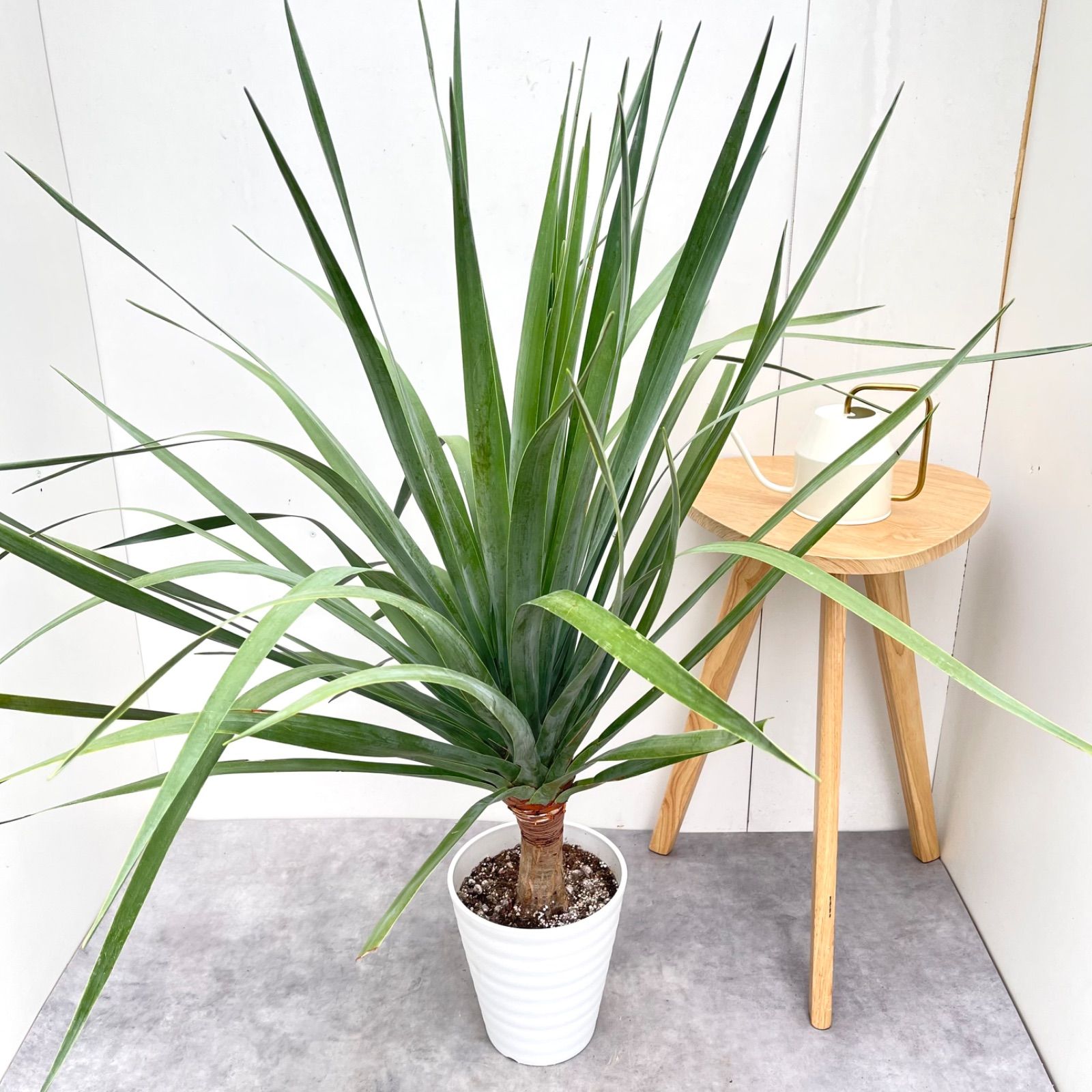 ドラセナ　ドラコ　リュツケツジュ　1【現品】観葉植物　室内　7号