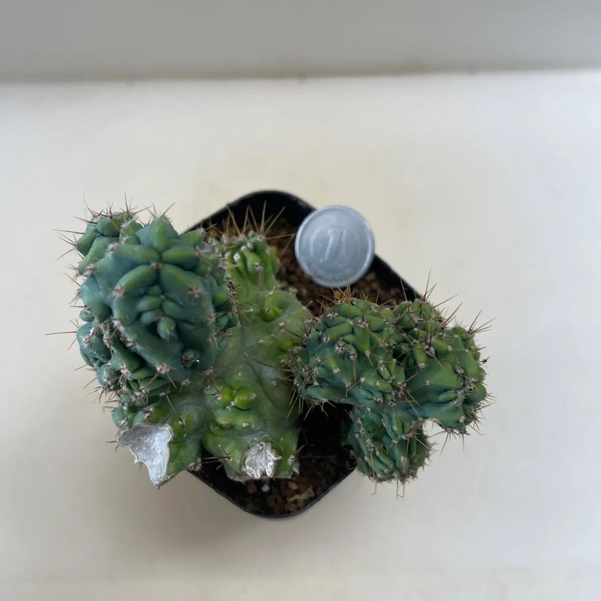 多肉植物　竜神木錦抜き苗 多肉植物 竜神木(セッカ＊レア) 抜き苗 根付き - メルカリ