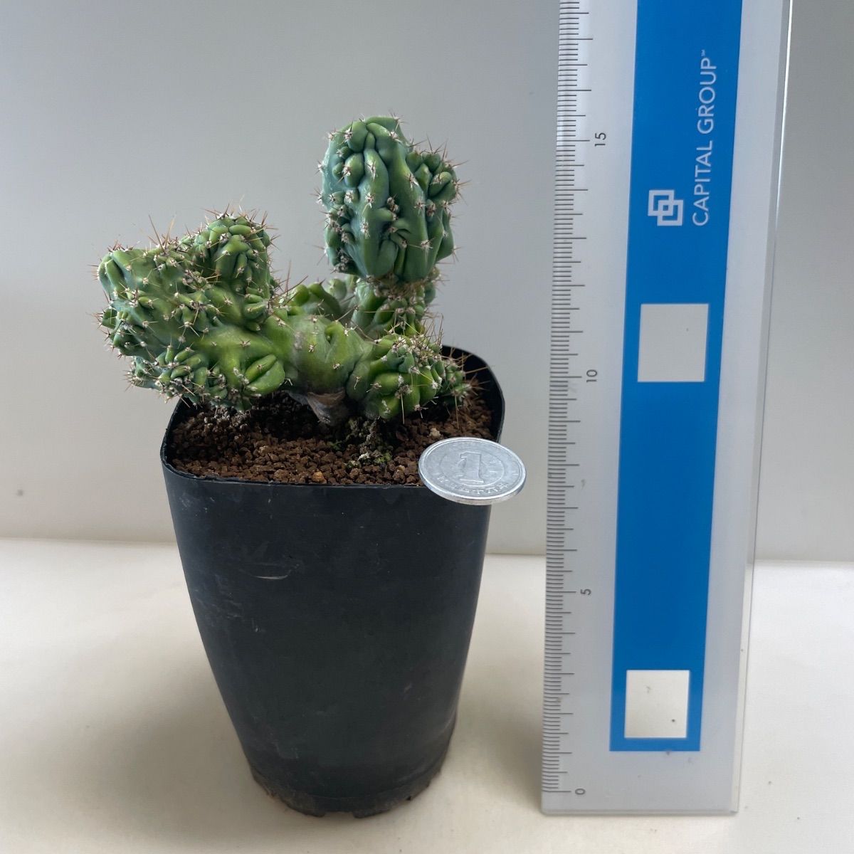 多肉植物　竜神木錦抜き苗 多肉植物 竜神木(セッカ＊レア) 抜き苗 根付き - メルカリ