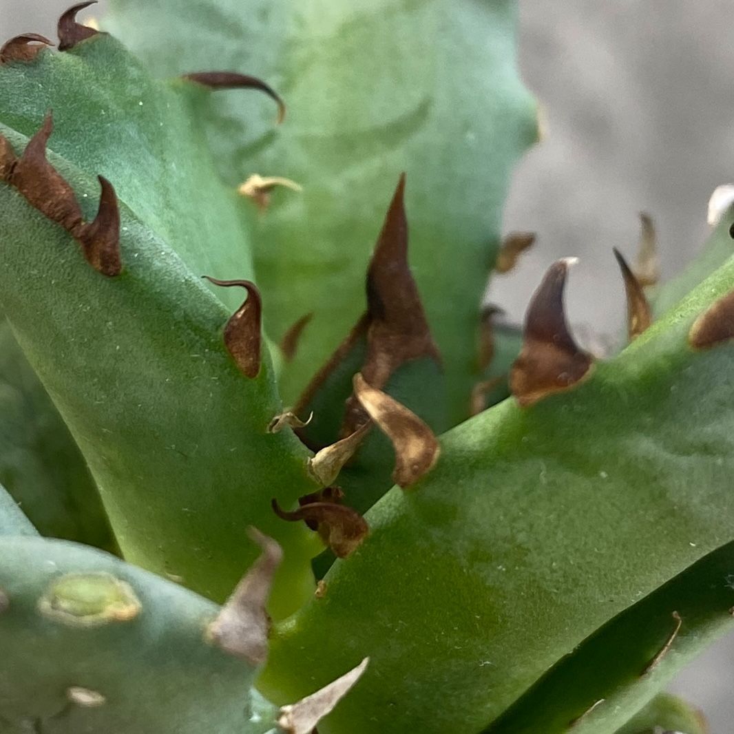 Agave titanota チタノタ トリカラー 希少株 Agave titanota 'EU Special selection' ・ ・ ・ 少し前にヨーロッパ