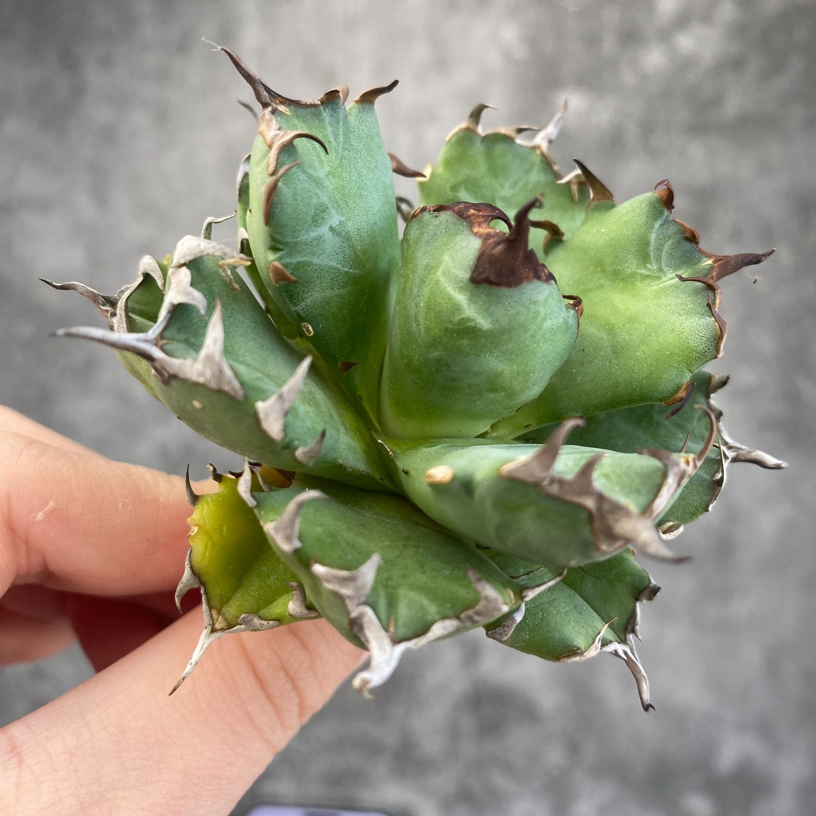 F13851【S級！！希少品種！】アガベ チタノタ キョウト Agave titanota