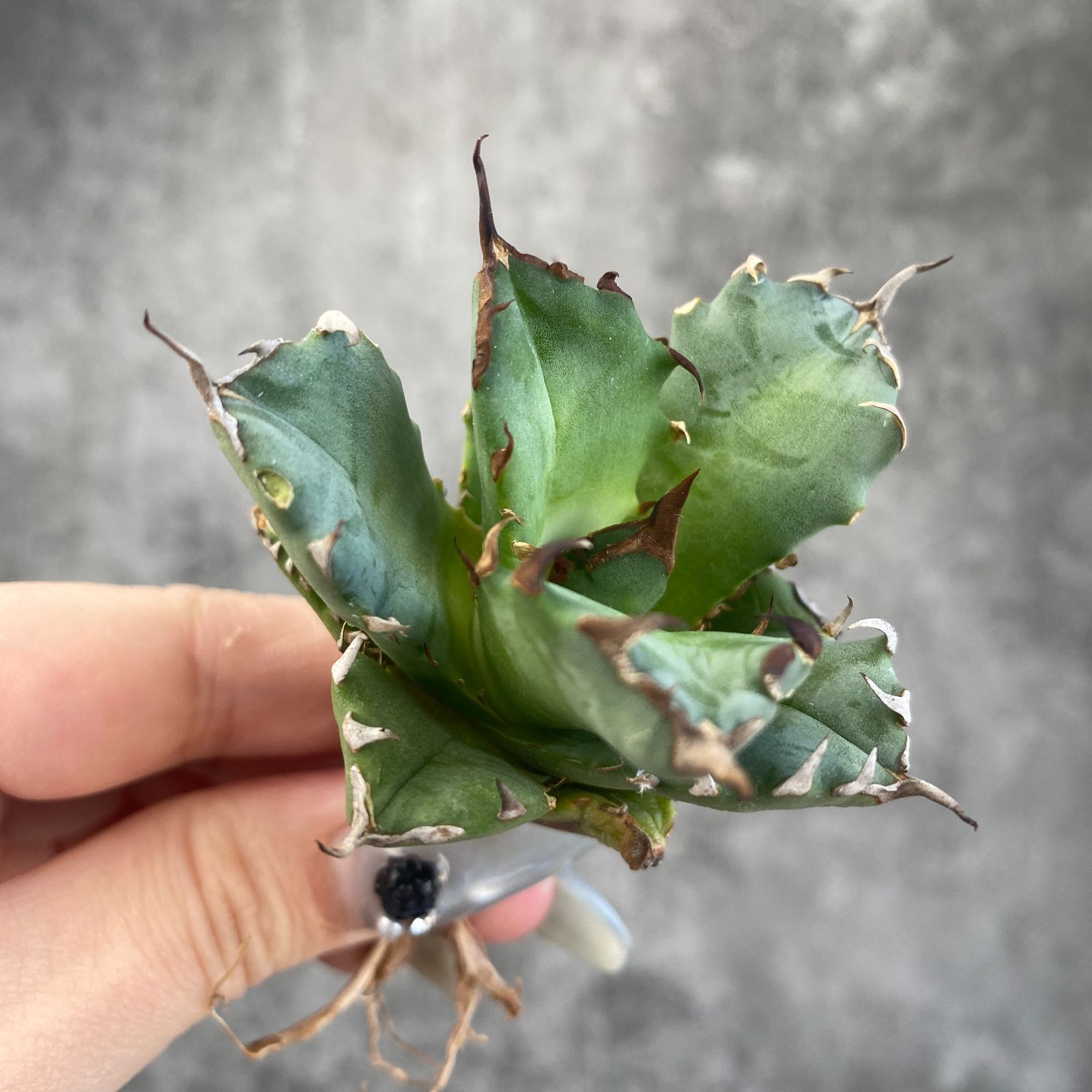 チタノタ アガベ titanota Agave キョウト Yahoo!オークション