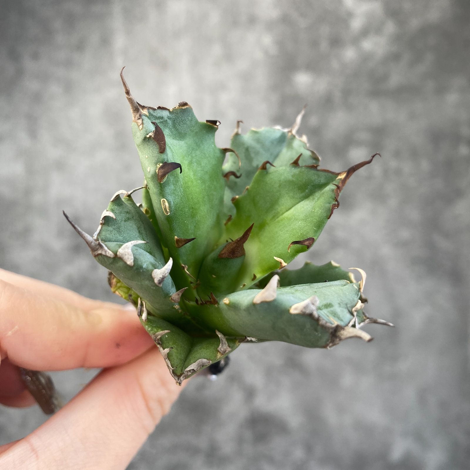 Agave titanota チタノタ トリカラー 希少株 Agave titanota 'EU Special selection' ・ ・ ・ 少し前にヨーロッパ