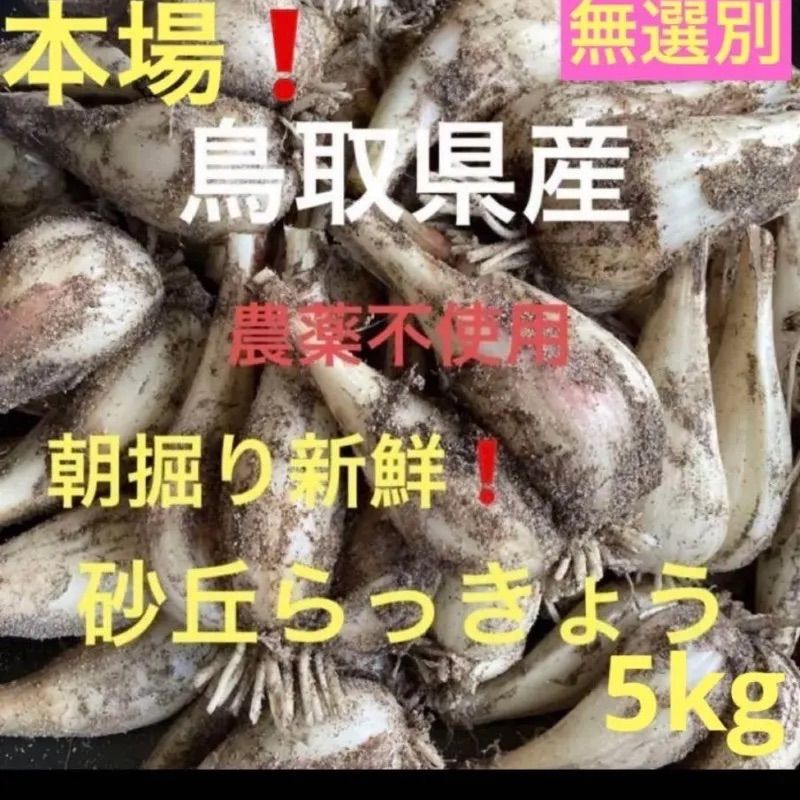 初物❗️鳥取県産 砂丘らっきょう