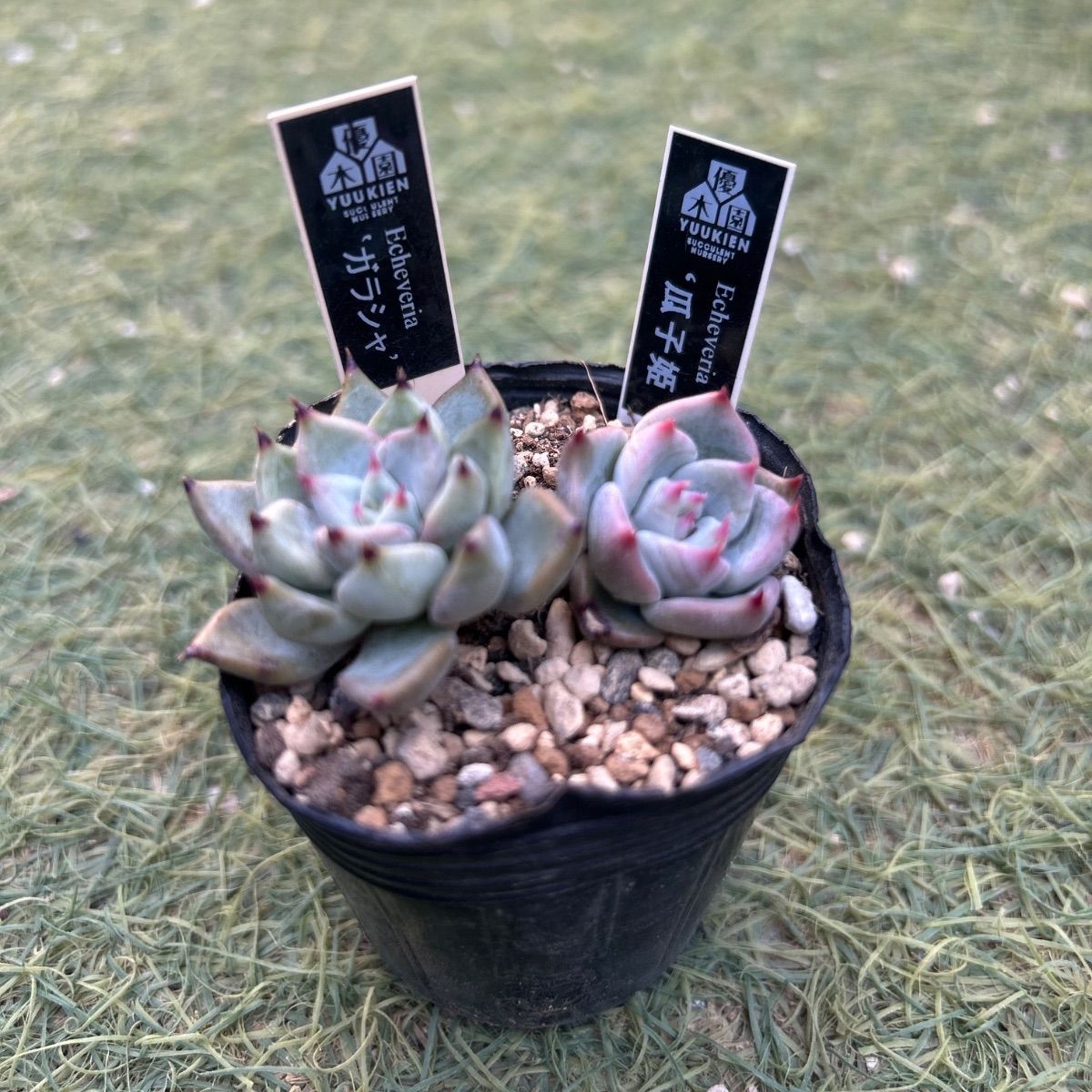 多肉植物 優木園 二点セット - メルカリ