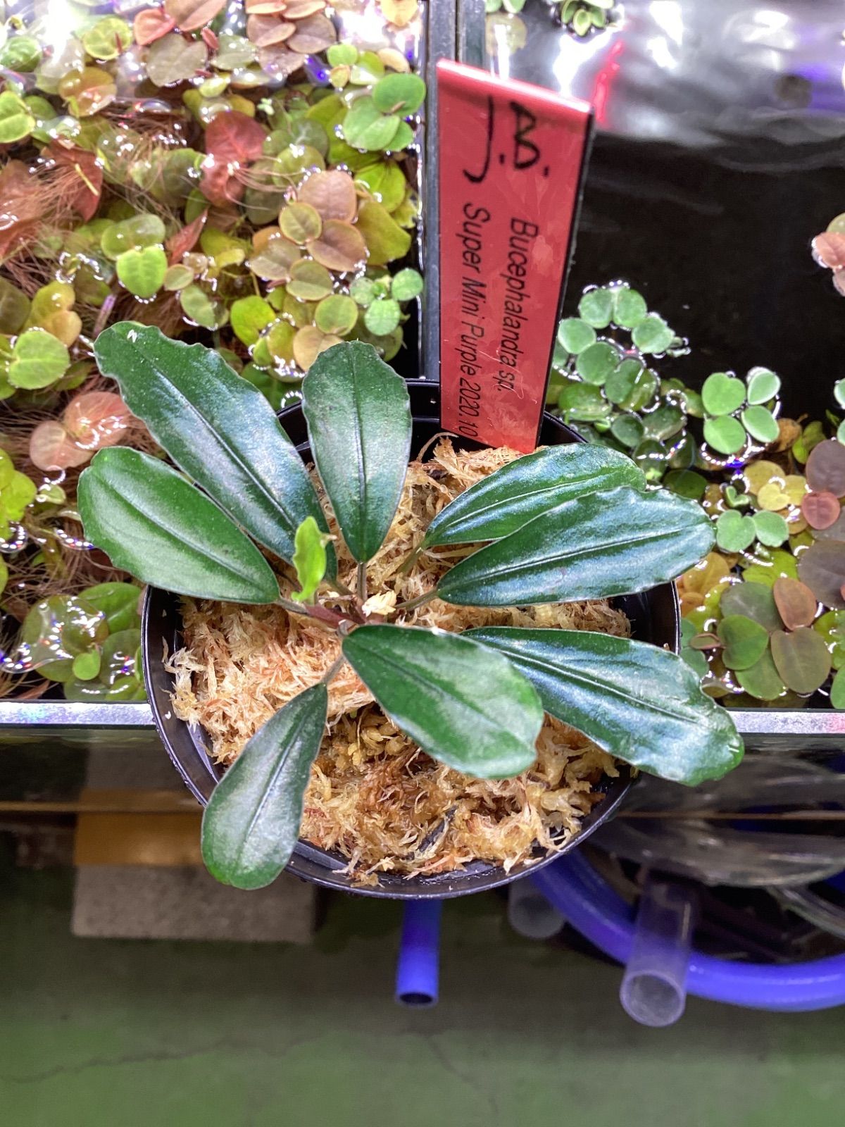 Bucephalandra sp. Super Mini Purple 2020.10 - メルカリ
