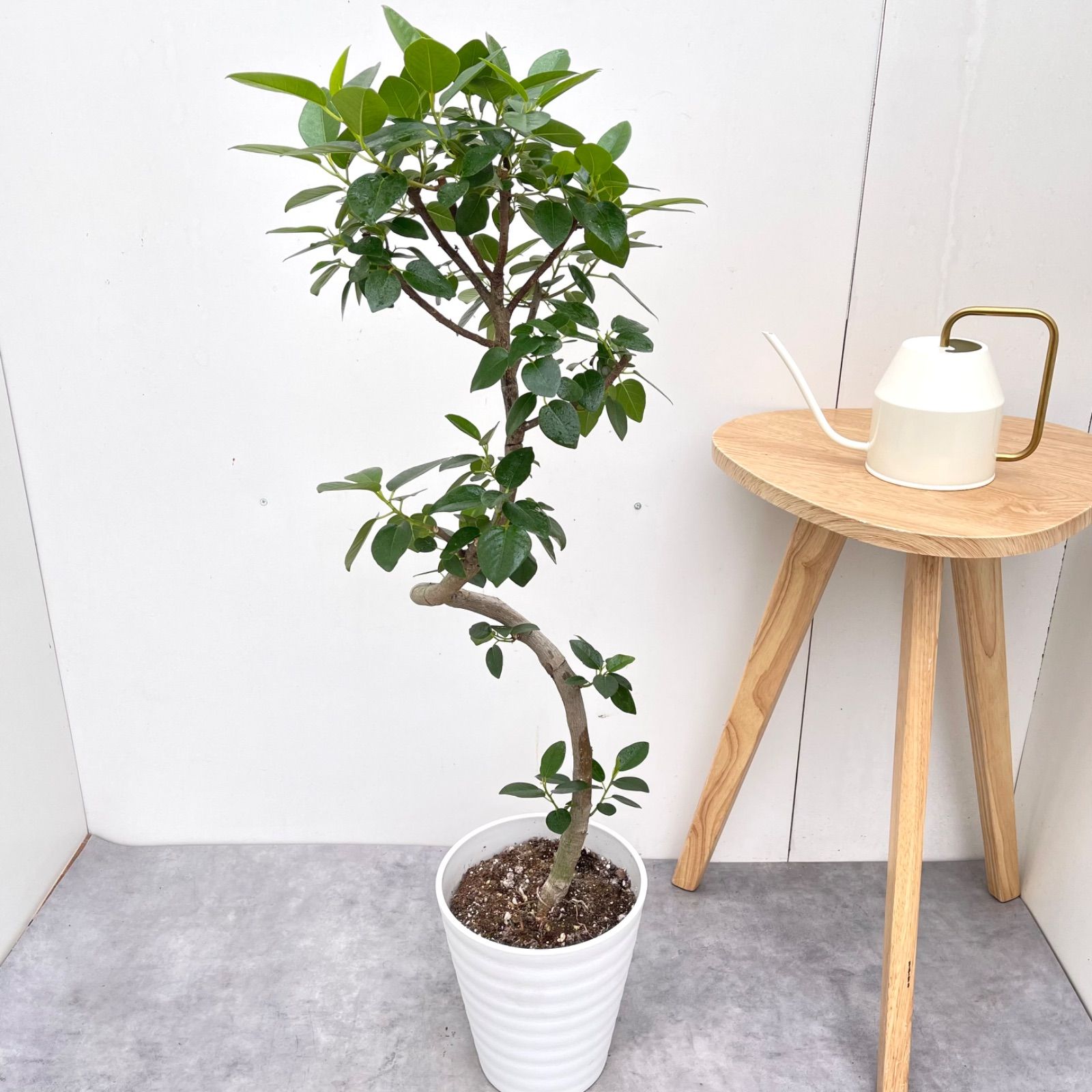 フランスゴム　曲がり　17【現品】観葉植物　室内　7号