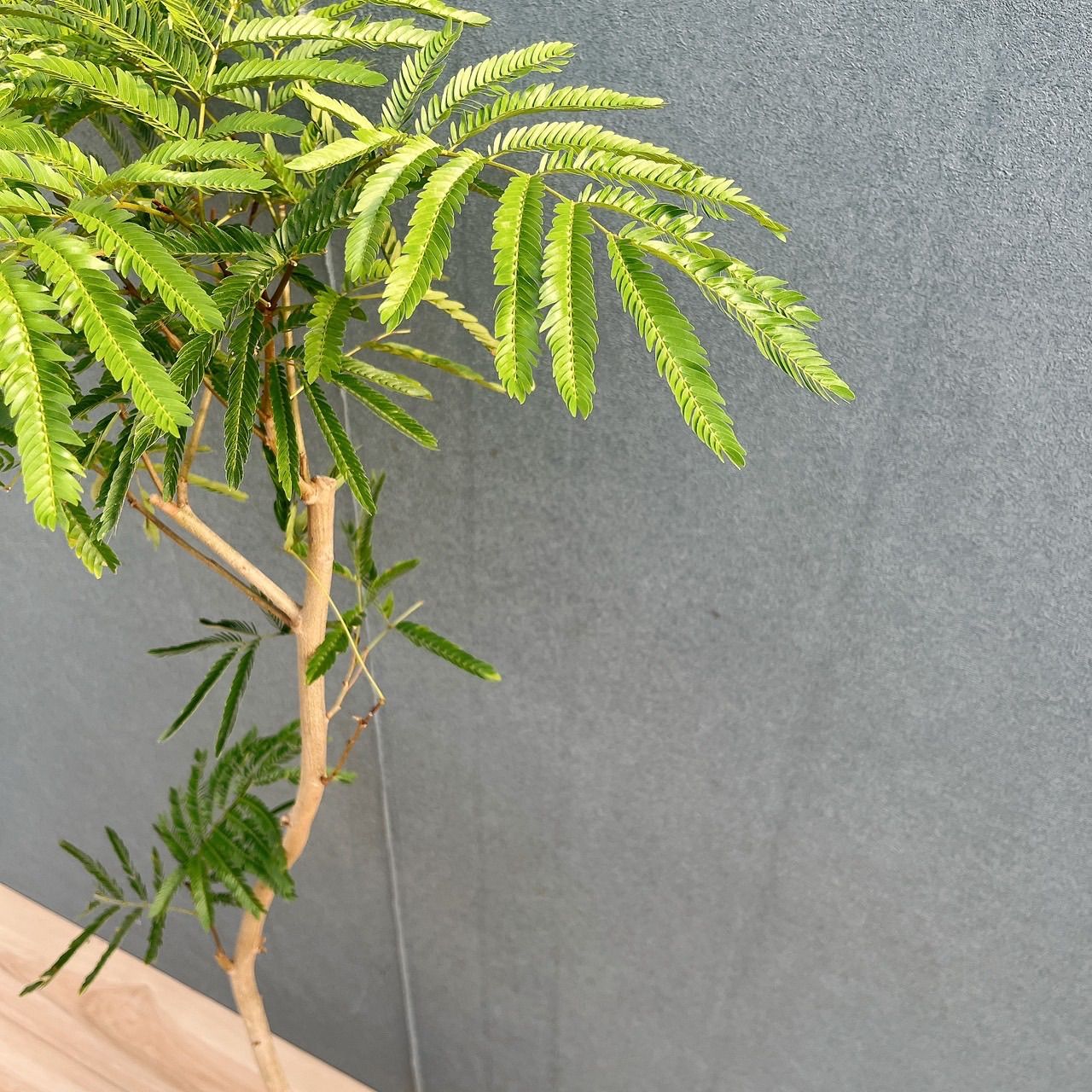現品］7番 エバーフレッシュ 曲がり 7号 観葉植物 室内 大型 人気