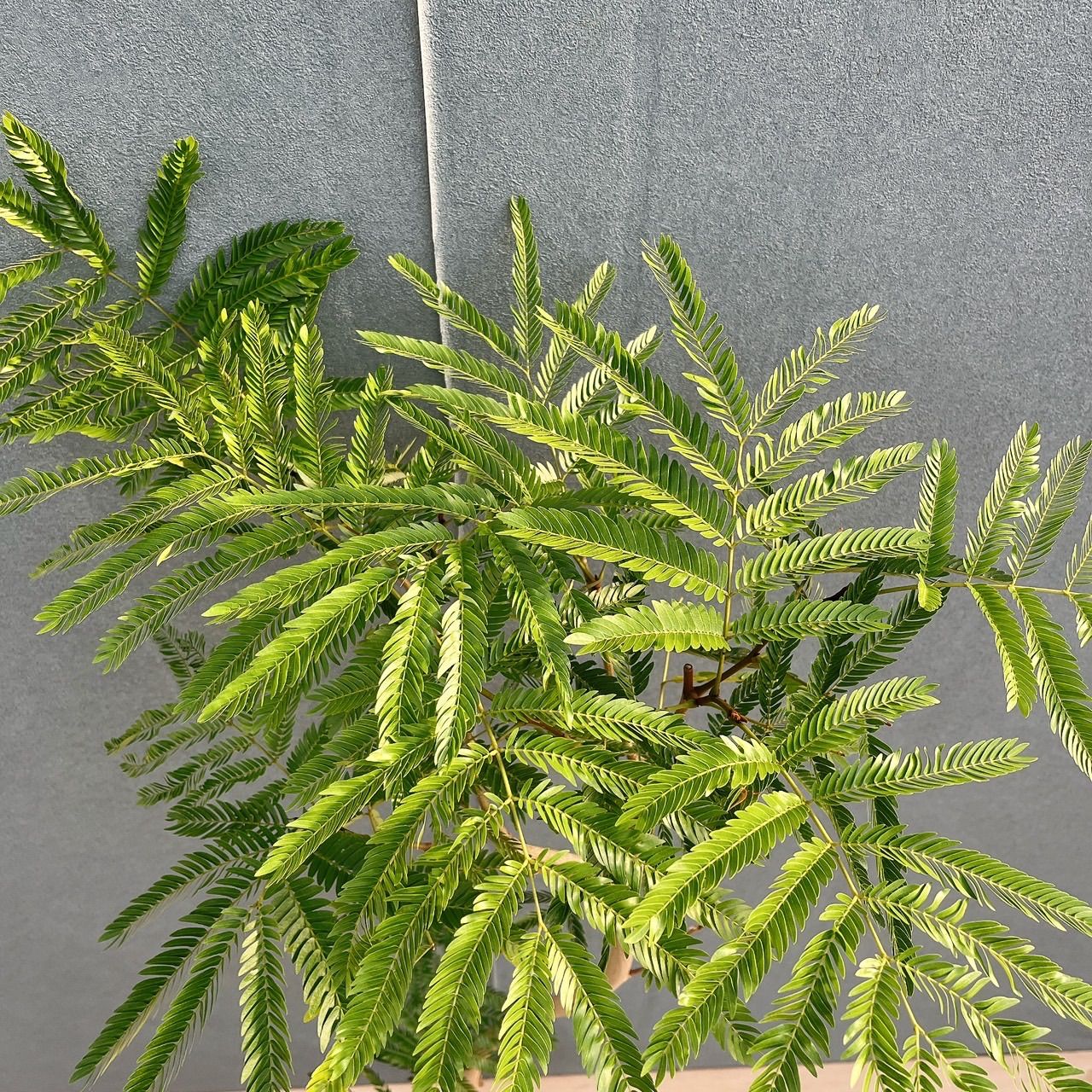 現品］7番 エバーフレッシュ 曲がり 7号 観葉植物 室内 大型 人気
