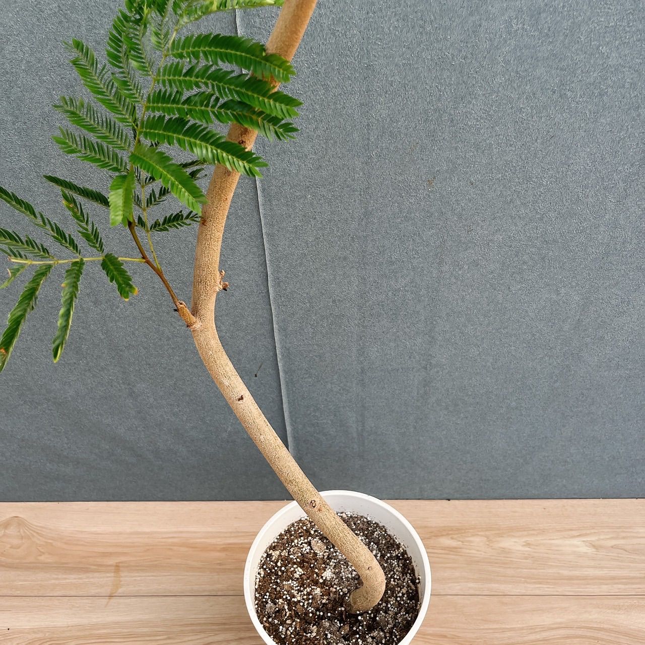 現品］7番 エバーフレッシュ 曲がり 7号 観葉植物 室内 大型 人気