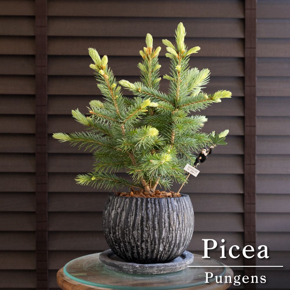 ピセア プンゲンス Picea pungens コロラドトウヒ 5号 陶器鉢 ピック付 ドイツトウヒ 0505