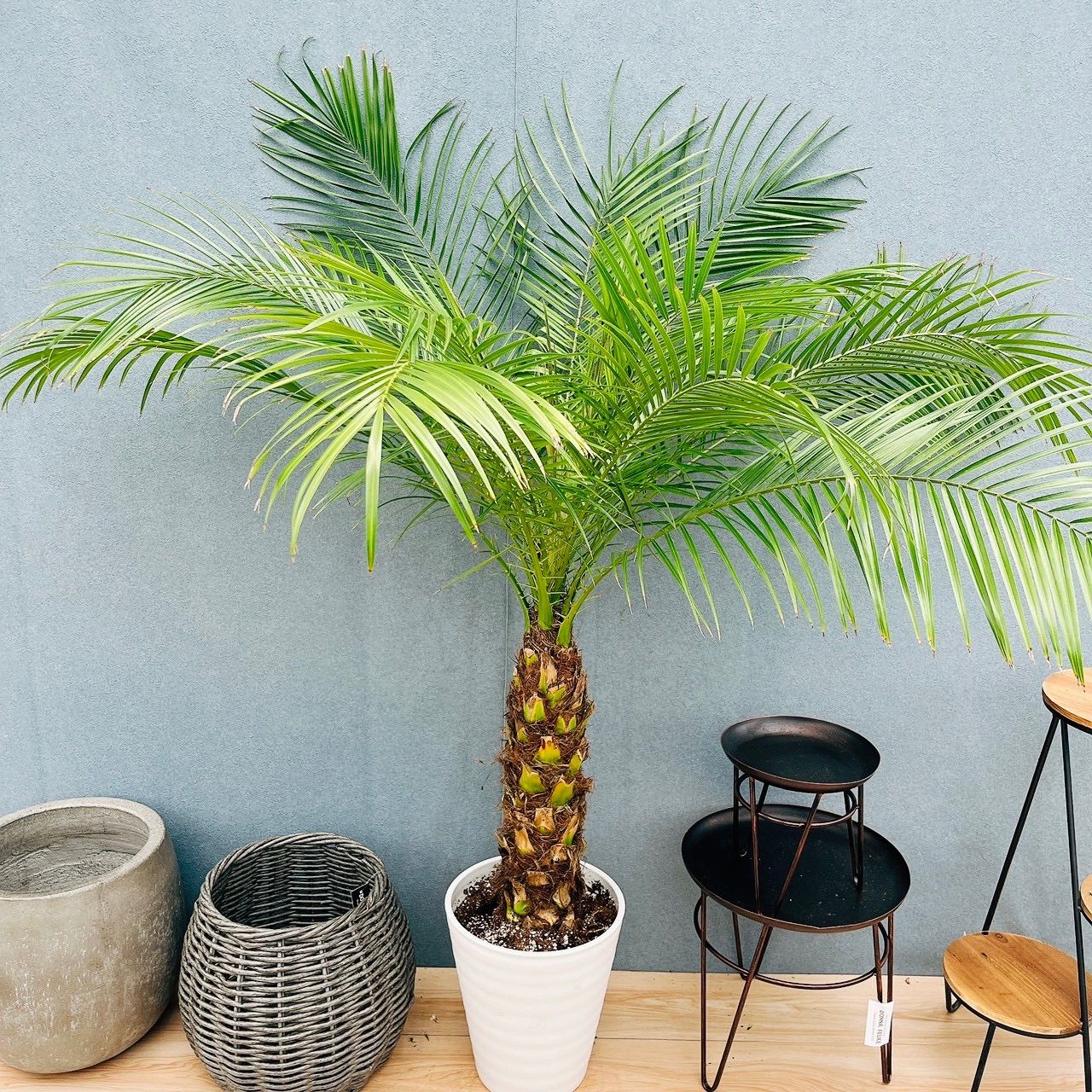 ［現品］31番　フェニックスロベレニー　8号　観葉植物　室内　ヤシ　南国風　おしゃれ　ロベヤシ　かっこいい　受け皿付き