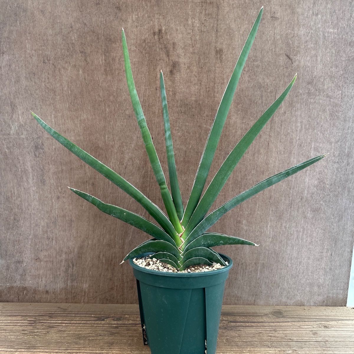 サンセベリア ロブスタ ☆① 現品 Sansevieria robusta サンスベリア 