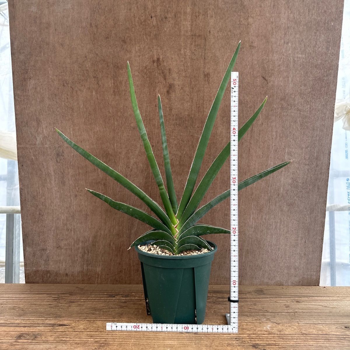 サンセベリア ロブスタ ☆① 現品 Sansevieria robusta サンスベリア 