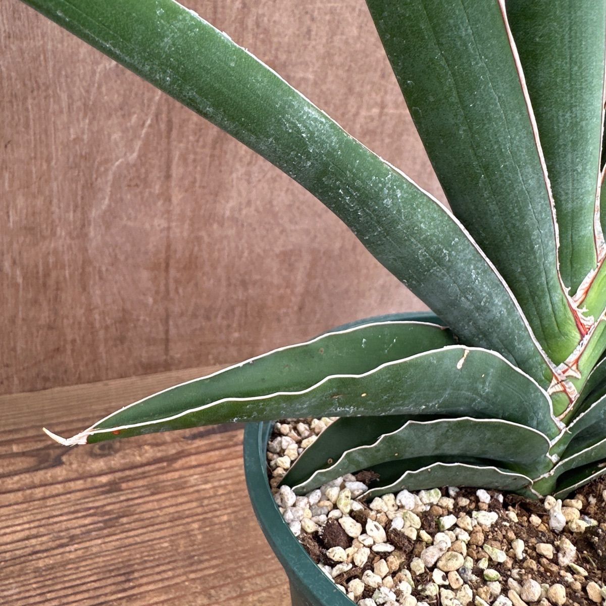 サンセベリア ロブスタ ☆① 現品 Sansevieria robusta サンスベリア 