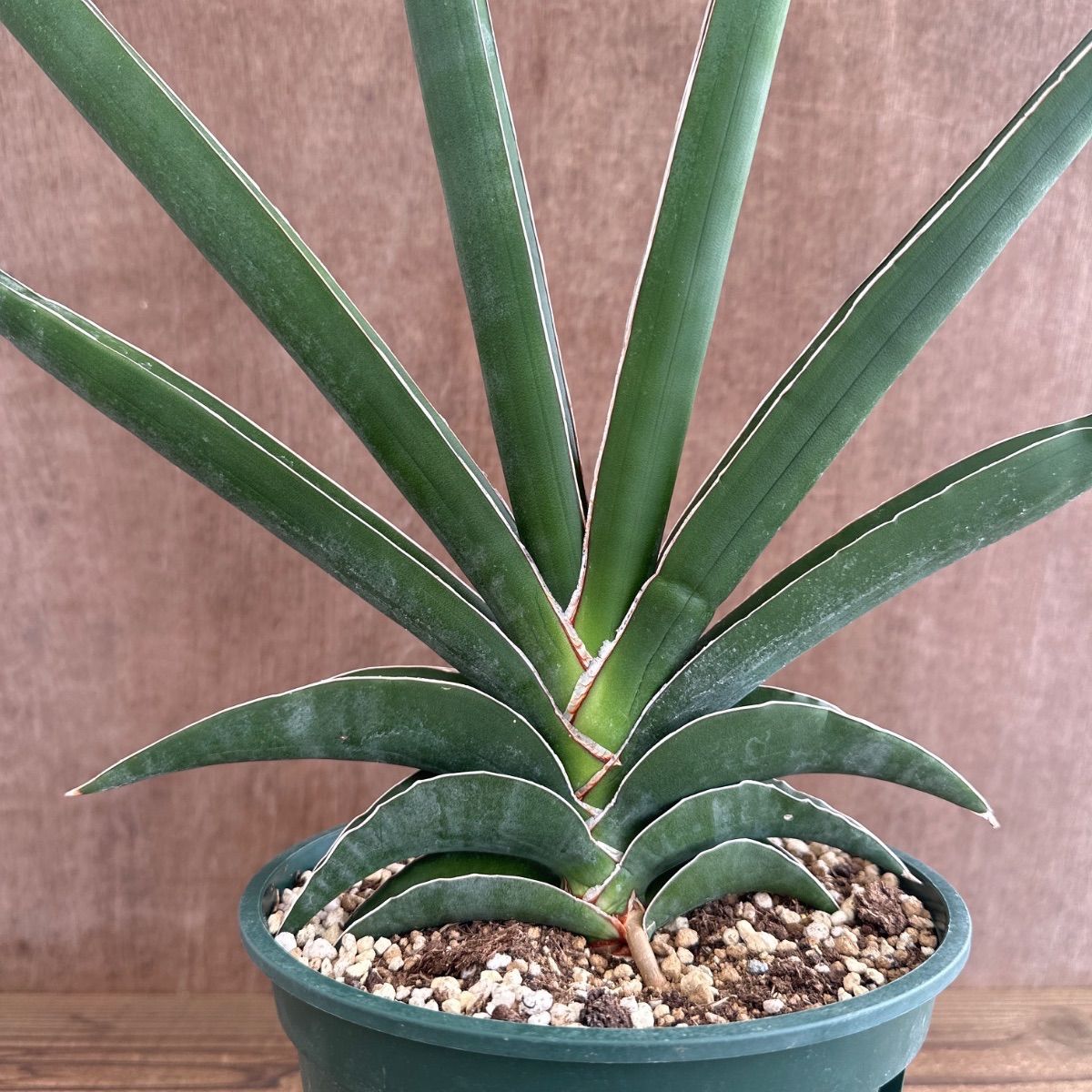 サンセベリア ロブスタ ☆④ 現品 Sansevieria robusta サンスベリア 