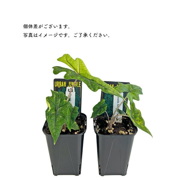 アロカシア ジャックリン 斑入り 3号 アーバンジャングル Urban Jungle