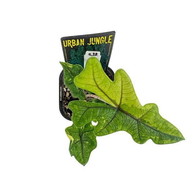 アロカシア ジャックリン 斑入り 3号 アーバンジャングル Urban Jungle