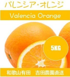 和歌山有田　吉田農園直送　夏到来！　バレンシアオレンジ　5KG 4,100円