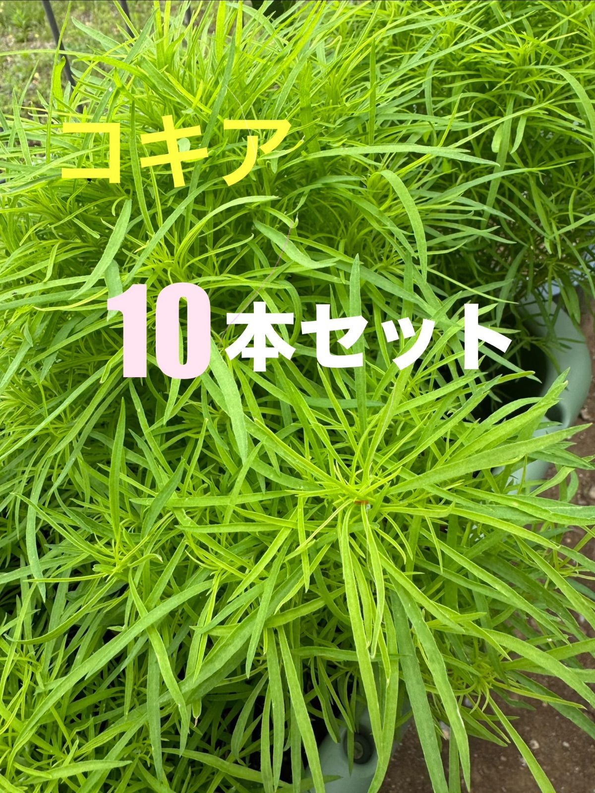 コキア 抜き苗10本セット15㎝〜20㎝程度【C】おまけ付き - メルカリ