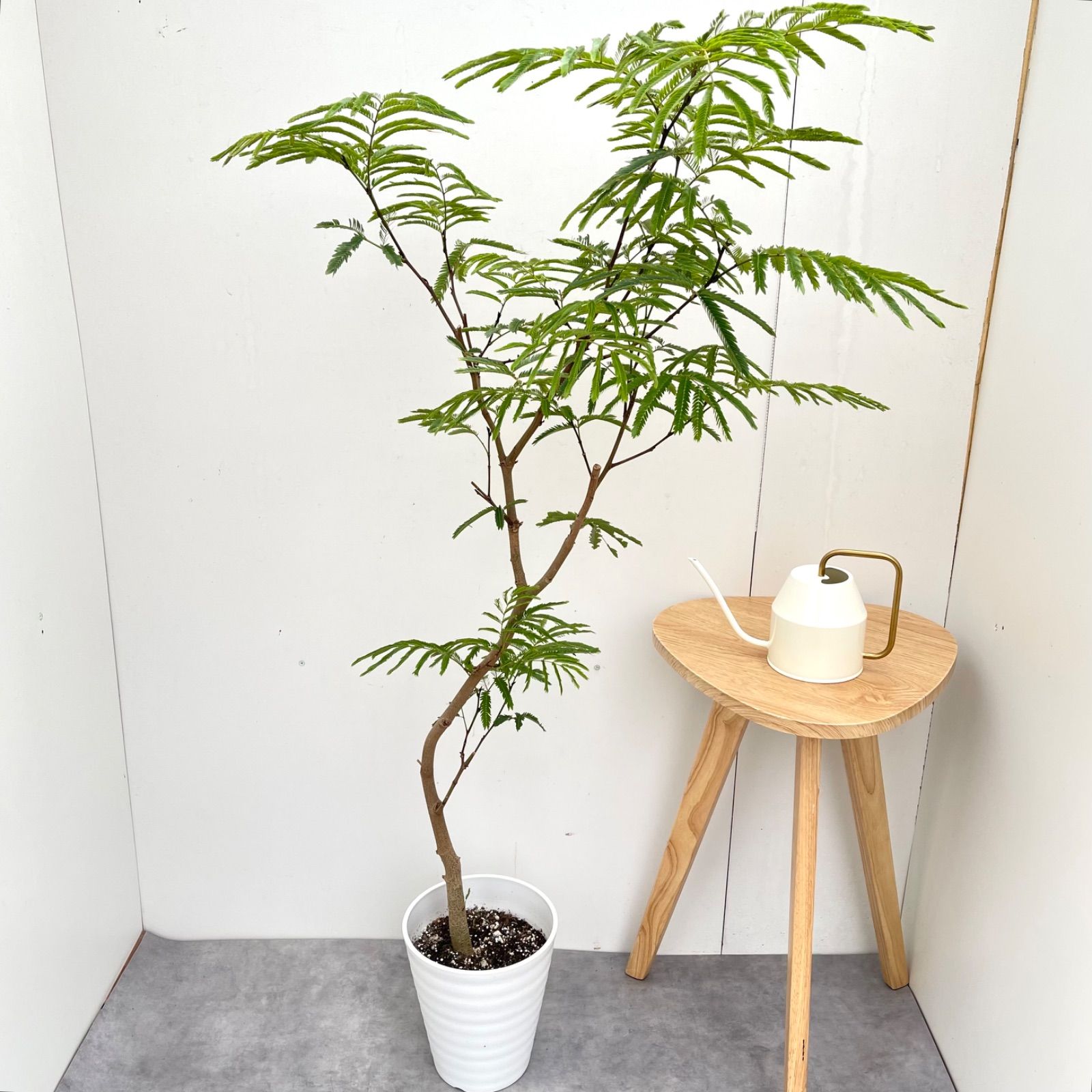 エバーフレッシュ　曲がり　3【現品】観葉植物　室内　7号