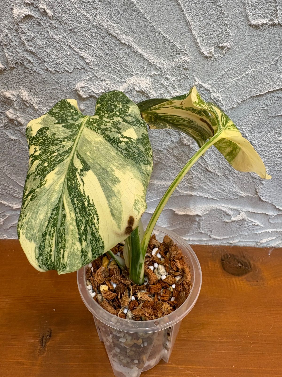 Monstera Creme Brulee モンステラ・クレームブリュレ