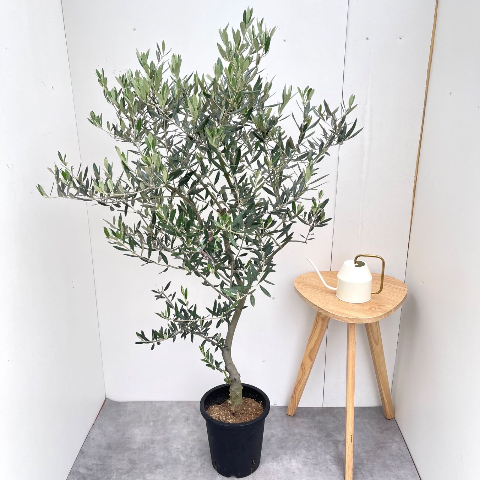 オリーブ　ピクアル　6【現品】観葉植物　庭木　創樹　SOUJU　8号