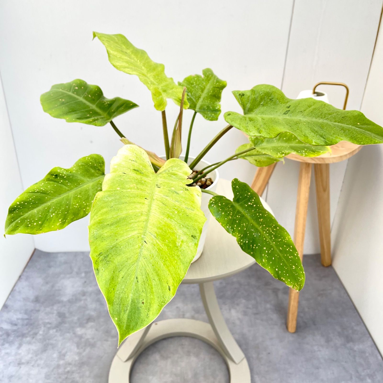 フィロデンドロン　スノードリフト　1【現品】☆希少☆ 観葉植物　室内